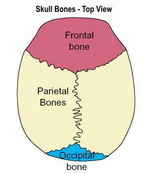 Top View Skull Bones