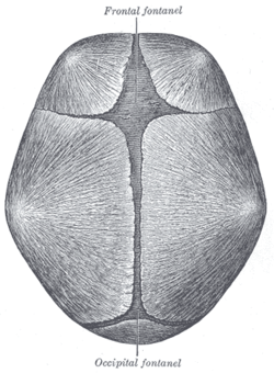 Top Skull showing bregma and Lambda