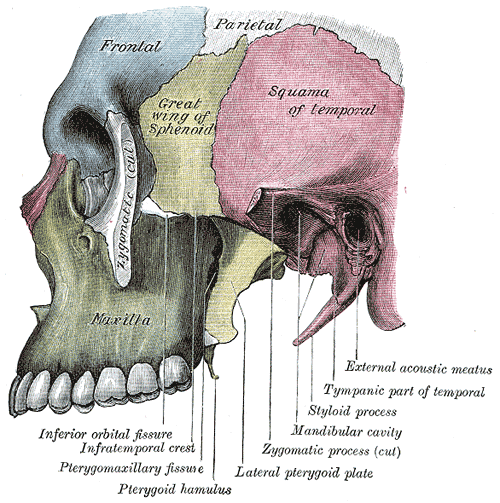 Infatemporal Cranial Bones