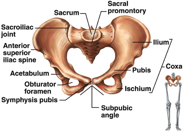 Top View Pelvic Bowl