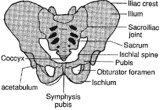 Boney Pelvis Back View