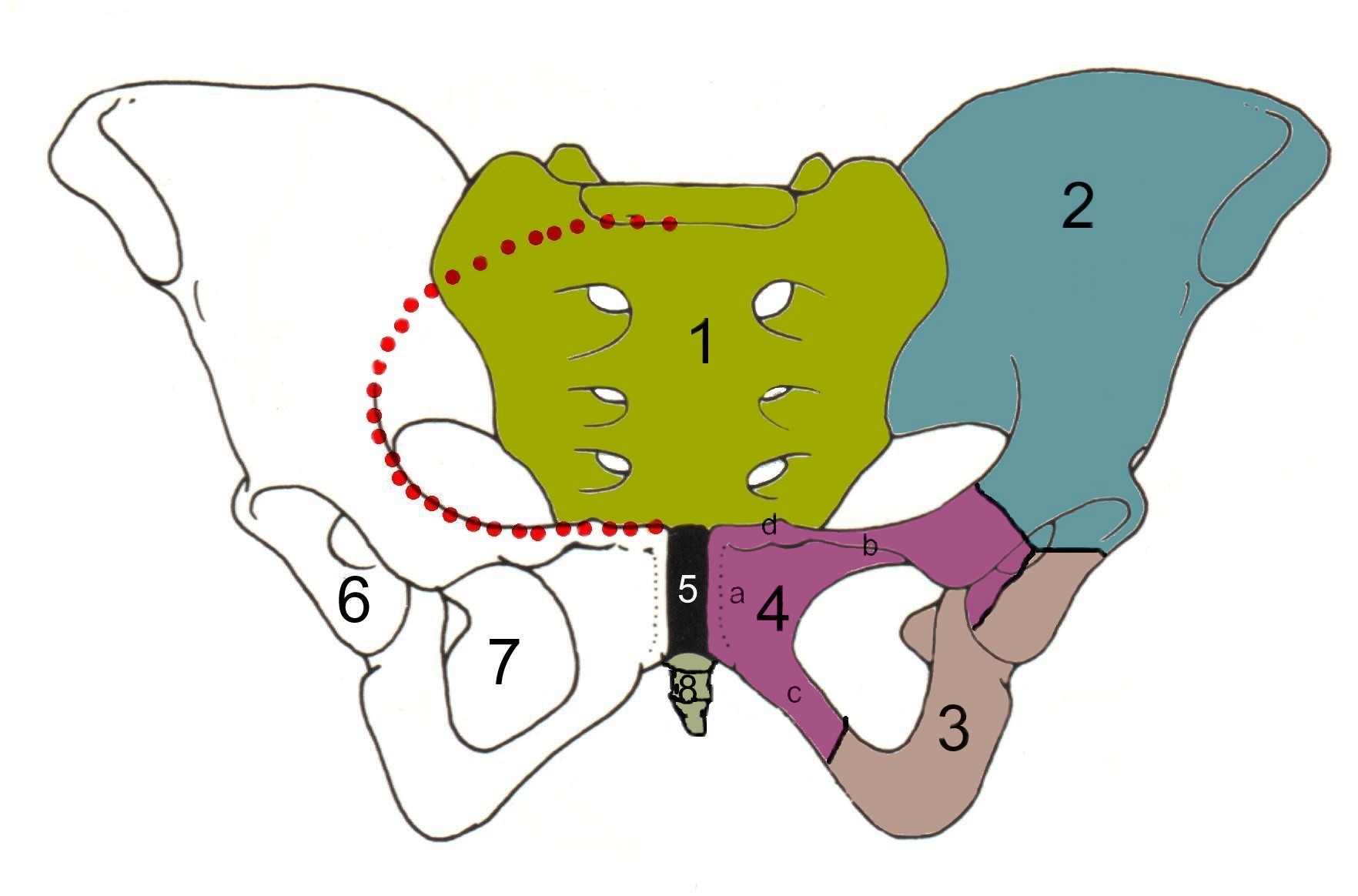 Skeletal Pelvic Cavity