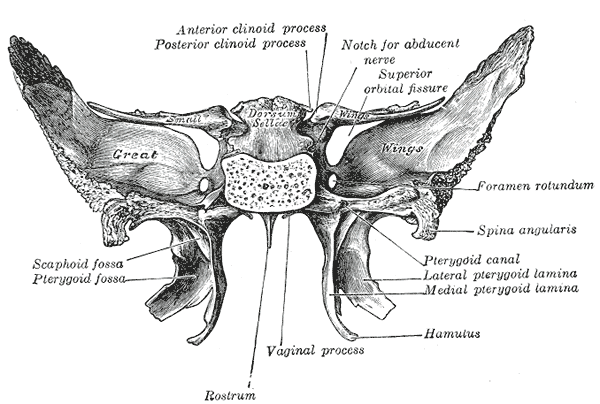 Sphenoid Bone - The Wings of  Hermes